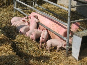 Svinebrug uden MRSA slipper for stigmatisering. Hele svineproduktionen er i dag under mistanke.