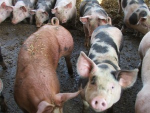  Myndighederne skal oplyse om alle MRSA-farme, vurderer ombudsmanden.