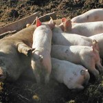 Hele miseren med antibiotika-overforbrug opstår, fordi man ikke lader smågrisene patte soen længe nok, men fravænner dem for tidligt, så soen atter kan komme i brunst. Smågrisene får så diarre og andre dårligdomme, der kureres med antibiotika.